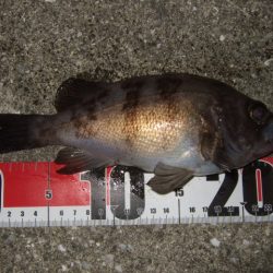 水潮の影響でイマイチ