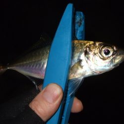 また水潮っぽい渋さ