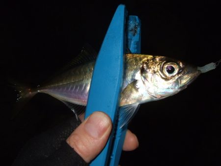 また水潮っぽい渋さ