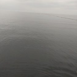 ヒラメ・フクラギ釣れました！