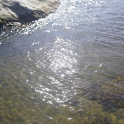 川バス狙い打ち