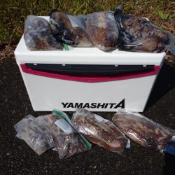 モンゴウイカ大漁アオリイカバラシ