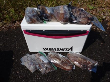 モンゴウイカ大漁アオリイカバラシ