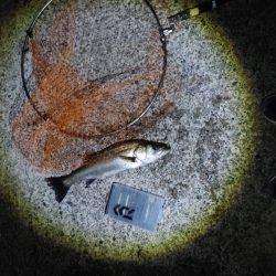 ほぼ1年ぶりのシーバス複数ヒット　