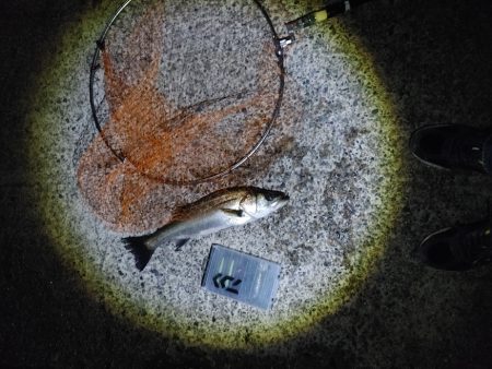 ほぼ1年ぶりのシーバス複数ヒット　