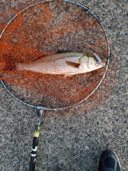 連日の釣果を達成