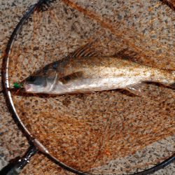 久しぶりにシーバスをなんとか