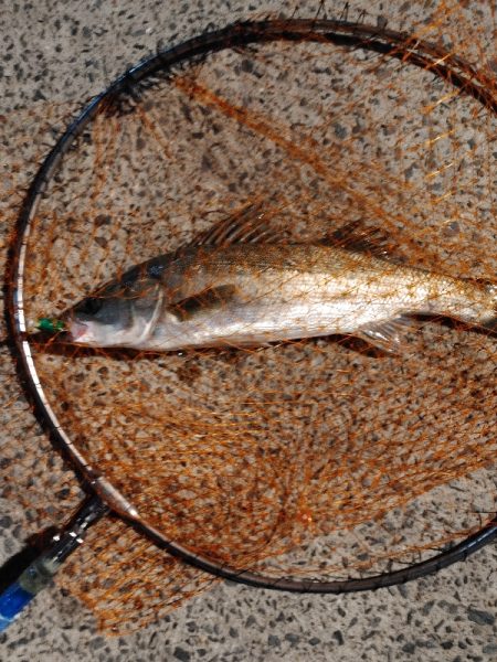 久しぶりにシーバスをなんとか