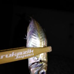 アジングからのメバリング