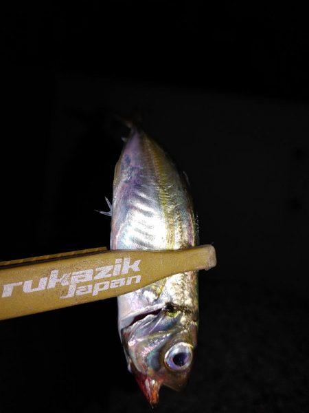 アジングからのメバリング