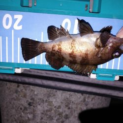 アジング メバリング