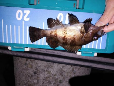 アジング メバリング