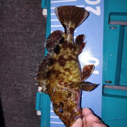 エギング　メバリング