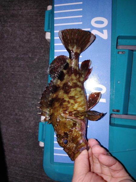 エギング　メバリング