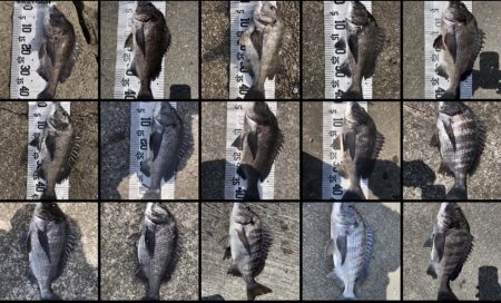 イチノ兄弟（兄）釣果！