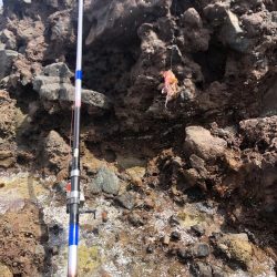 アコウ釣れました。