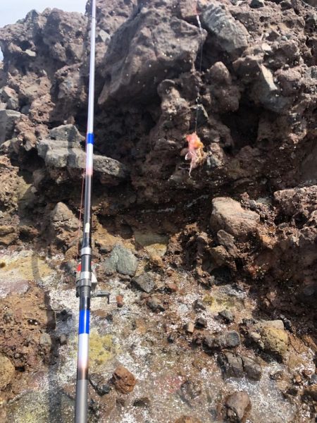 アコウ釣れました。