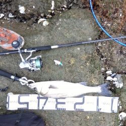 5月ようやく1匹