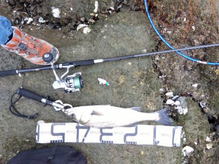 5月ようやく1匹