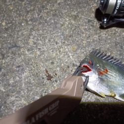 2023/05/02 南港ライトゲーム釣行