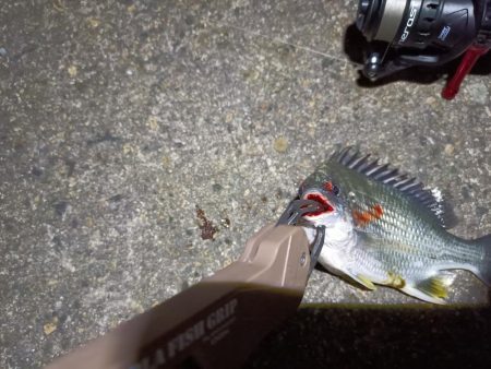 2023/05/02 南港ライトゲーム釣行