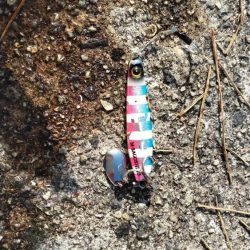 今年初青物メジロ76cm