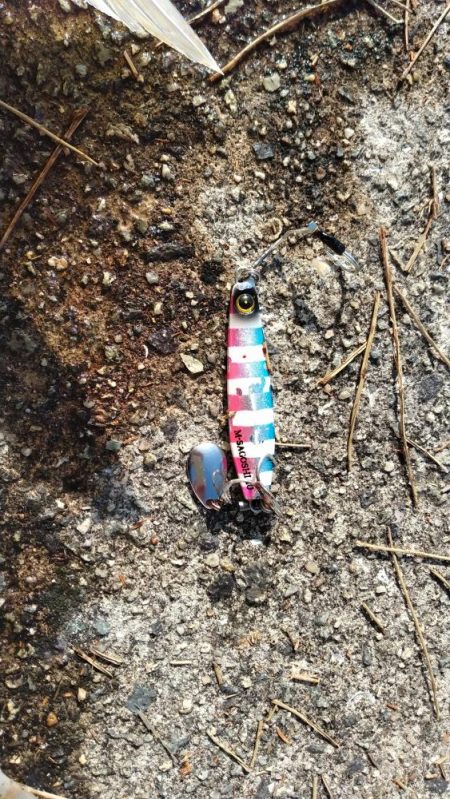 今年初青物メジロ76cm