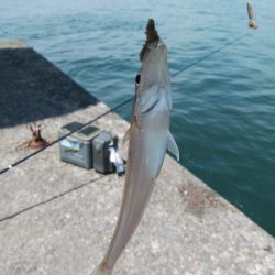 高砂のキス調査