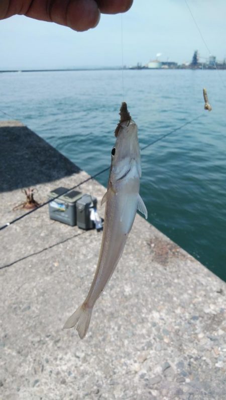 高砂のキス調査