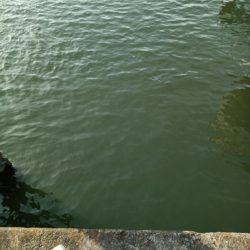 2023/05/04 大阪市内河川 稚鮎釣り