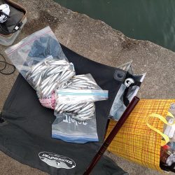 2023/05/05 大阪市内河川 稚鮎釣り