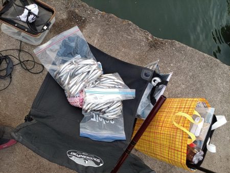 2023/05/05 大阪市内河川 稚鮎釣り