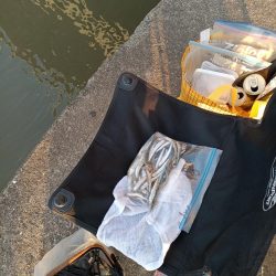 2023/05/09 大阪市内河川 稚鮎釣り