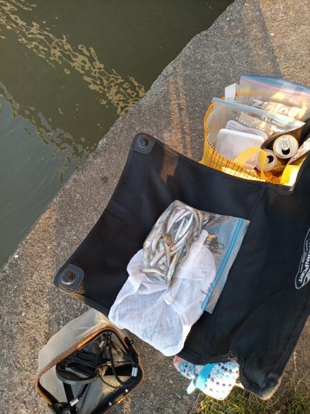 2023/05/09 大阪市内河川 稚鮎釣り