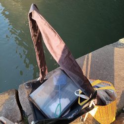 2023/05/10 大阪市内河川 稚鮎釣り