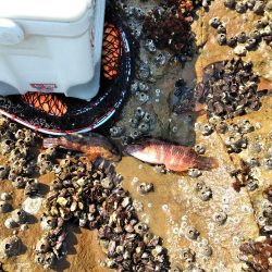 アコウ釣れた・・・