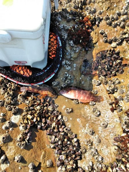 アコウ釣れた・・・