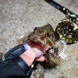 2023/05/19 南港ヘチ釣り釣行