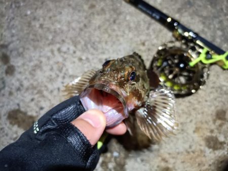 2023/05/19 南港ヘチ釣り釣行