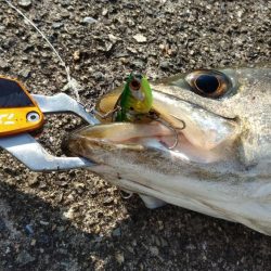 メジロ66㎝、シーバス68cm