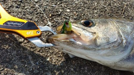 メジロ66㎝、シーバス68cm