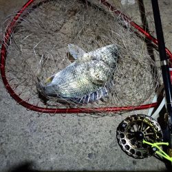 2023/05/20 南港ヘチ釣り釣行