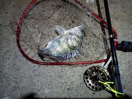 2023/05/20 南港ヘチ釣り釣行