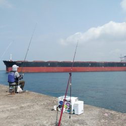 播磨新島のキス釣査