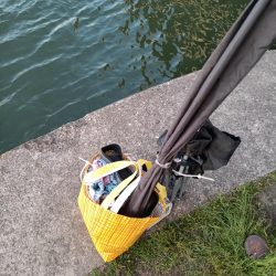 2023/05/23 大阪市内河川 稚鮎釣り