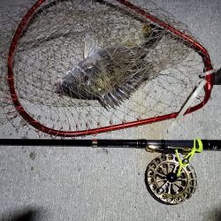 2023/05/23 南港ヘチ釣り釣行