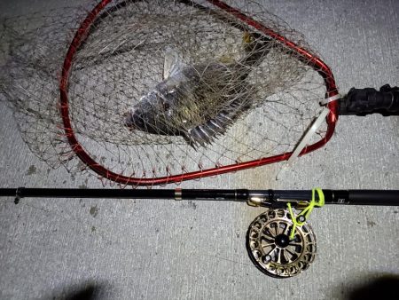 2023/05/23 南港ヘチ釣り釣行