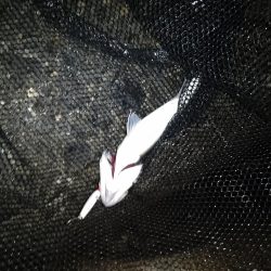 サイズが出ないですね…