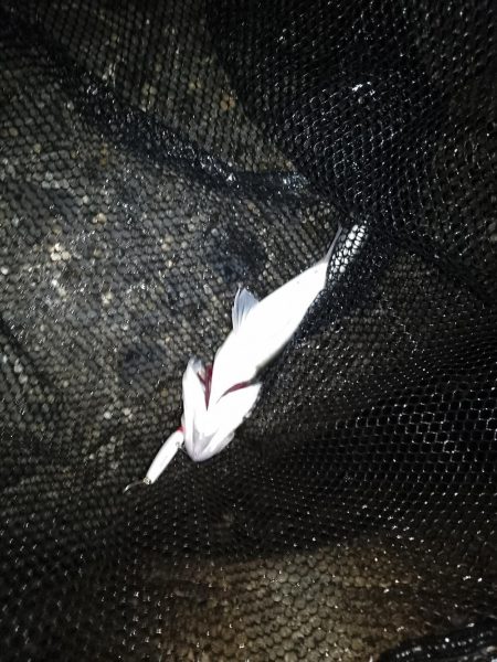 サイズが出ないですね…