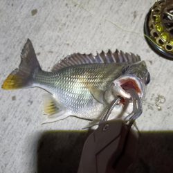 2023/05/25 南港ヘチ釣り釣行